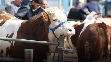 Konyalılar bayrama hazırlanıyor: Fiyatlar 30 bin TL'den başlıyor