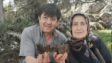 Konya'nın lezzetli mantarında hasat vakti: Kuzugöbeği için sahadalar