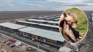 Konya sanayisinde şaşırtan manzara: Tilkiler yuva yapmış