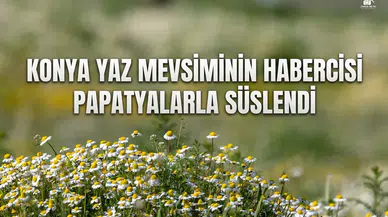 Konya yaz mevsiminin habercisi papatyalarla süslendi