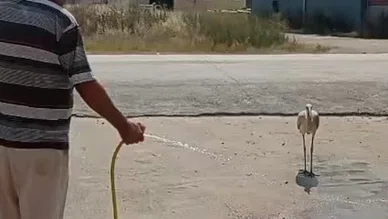 Sıcaktan bunalan leyleği hortumla serinletti