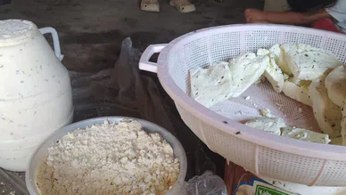 Bu peynir kuma gömülüyor! "Hoşuma gitti alayım" diyorsanız 3 ay önceden haber vereceksiniz