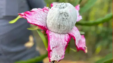 Lezzetli ve besin değeri yüksek Ejder Meyvesi tarlada 180 TL'den satılıyor