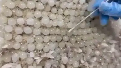 Jandarma şoka girdi: Gelinliğe boncukla işlenmiş 25 kilogram uyuşturucu