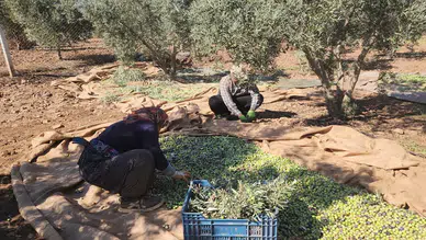 Sofralık zeytin: Tarlada kilosu 55 liradan alıcı buluyor