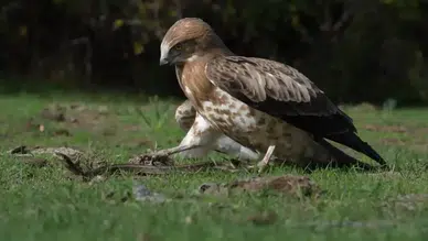 Yılanı yakalayan kartal böyle gövde gösterisi yaptı