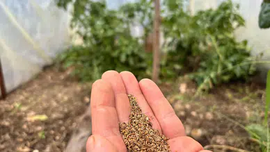 Tohumlar Trabzon'da yetişiyor Konyalılar yoğun talep gösteriyor