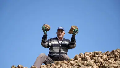 Konya'da şeker pancarı üretimine  son mu veriliyor: Kuraklık her şeyi değiştirdi