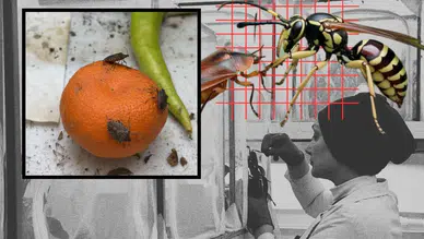 40 il için alarm verildi: İstilaya karşı ilaç seferberliği başlatıldı