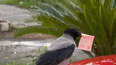 Karga 10 lirasını çalıp benzin pompalarının başına gitti