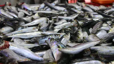 Deniz ürünlerinin altın çağı geldi: Ekim ayında hangi balık yenir?