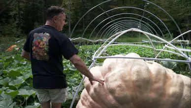 Bir otomobil büyüklüğünde: Devasa balkabağını görenler şaşkın