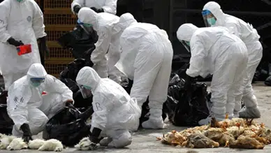 Türkiye'yi vurur mu? Salgın Avrupa'ya yayıldı, gıda fiyatları için uyarı verildi