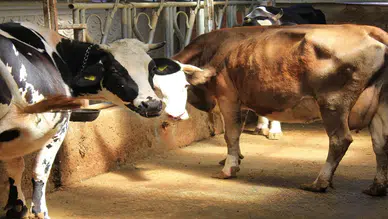 Şah hastalığıyla mücadele mi hayvanlara işkence mi: Küflü domates yedirip, idrar içiriyorlar
