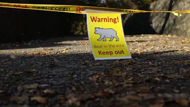 Turizm işletmelerine 'ayı sigortası' hizmeti geliyor