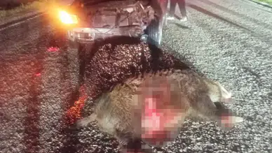 Domuza çarpan otomobil hurdaya döndü