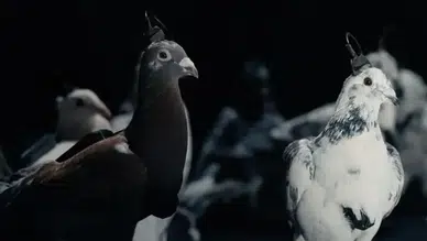 Rusya, casusluk için uzaktan kumandalı biyo-dron güvercinler üretti