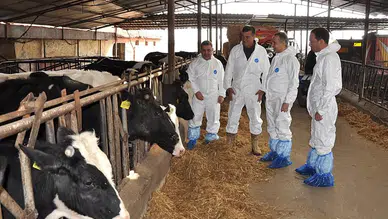 Besicilere yeni yıl şoku: Yeni düzenleme bütün hayvan yetiştiricisini ilgilendiriyor