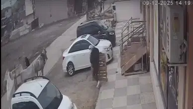 Böyle hırsızlık görülmedi: At arabalarıyla birlikte kameraya yakalandılar