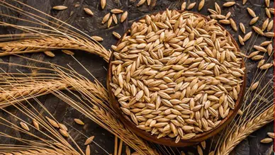 Kuraklık, Anadolu'daki çiftçileri arpa ekimine yöneltti