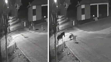 Konya'da aç kalan kurtlar merkeze indi: Eşek telef oldu