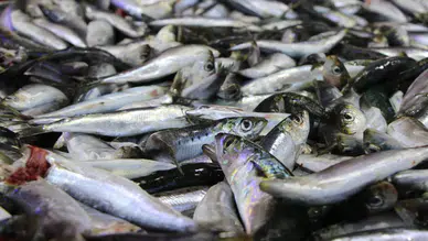 Palamut yoksa Eylül ayında hangi balıklar yenir?