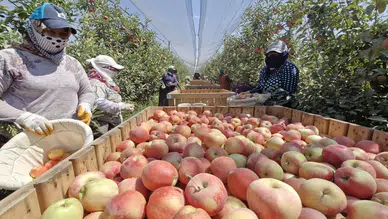 Bu kış elma pahalı olacak: 800 bin ton bekleniyordu 50 bin tona düştü
