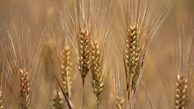 "Kuraklık" değişkeni devre dışı kaldı; buğdayda rekor geliyor
