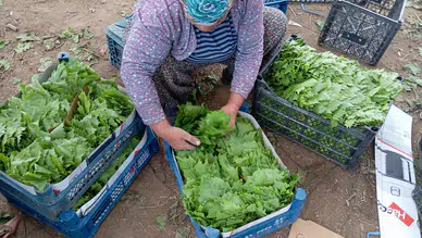Konya'nın en gözde yemeği yapılıyor: Yeşil altında erken hasat