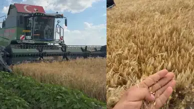 Konya'da hububat hasadı başladı: Verim yüz güldürdü