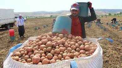 Kilosu 60 TL olan patatesin ateşini söndürecek hasat başladı