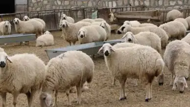 En az 100 baş küçükbaş bedava: Hayvancılık yapmak isteyenler