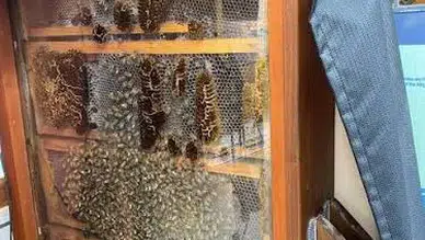 Balkonda arıcılık yapılır mı: Bedava bal balkondan tatlı