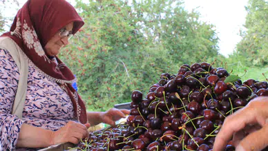 Konya'nın eşsiz aromatik kirazı ABD ve Avrupa'nın gözdesi