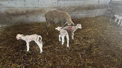 Milyonluk yerli koç Şampiyon'dan milyonluk üçüz kuzu