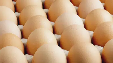 Panik başladı: Yumurtada 'salmonella' salgını
