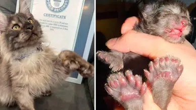 Bu kedi 24 yıldır kırılamayan dünya rekorunu kırdı