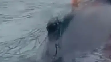 Ölümle yaşam arasındaki o an: Okyanusta bir kişi ağa takılan balinayı kurtardı