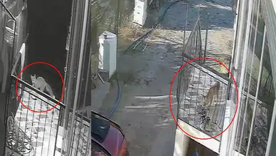Konya'da hırsızlık şüphelisi bakın kim çıktı: Kedi, köpek sandılar