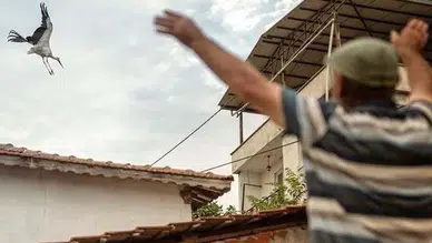 Türkiye'nin yakından tanıdığı Yaren leylekten hüzünlü veda