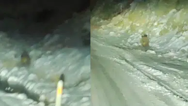 Konya'da aç kalan yaban domuzu, yiyecek bulmak için kara yoluna indi