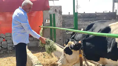 Konya'da süt üreticisinin hanesine litrede en az 5 lira zarar yazılıyor