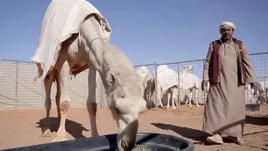 Develere yeşil pasaport geliyor: Suudi Arabistan dünyayı şaşırttı