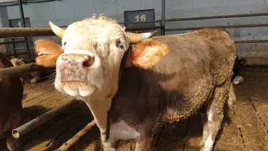 Ramazanda talep arttı dana kesim fiyatı 600 TL’yi geçti