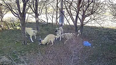 Başıboş köpek dehşeti: Kediyi parçaladılar