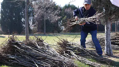 Konyalı çiftçilere Ayva, cennet hurması, kestane ve ceviz dağıtılacak