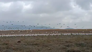 Konya’nın nadidesi ekolojik canlılığa kavuştu: Kuş sesleri yankılanıyor