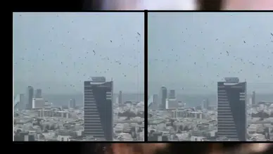 İsrail'de gökyüzünü kara kargalar kapladı: 'Uğursuzluk' dediler