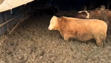 Böylesi görülmedi: Kilo alsınlar diye çamura sapladılar