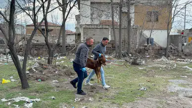 Bayramda da başıboş köpek dehşeti: Üç yaşındaki çocuk ağır yaralandı